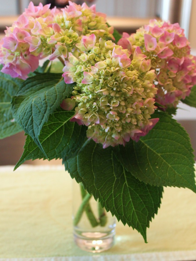 Three stems of hydrangea in a plain cylindrical drinking glass offer variety enough, with their spade-shaped glossy leaves and mix of pink, cream and unopened green blossoms